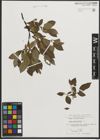 Foto von Salix phylicifolia L.